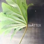 BLÄTTER